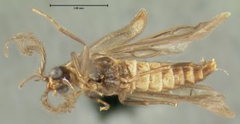 Media type: image;   Entomology 32302 Aspect: habitus ventral view